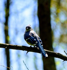 Wall Mural - Blue Jay Bird Sitting on a Tree Branch in Spring - Cyanocitta Cristata