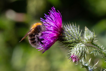 A close up of a bee on a flower