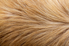 Dog Fur Texture Background Yellow Labrador Retriever.