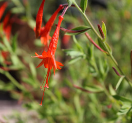 Wall Mural - petite fleur orange