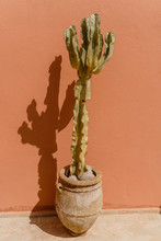 Morocco, Potted Cactus Standing In Front Of Wall