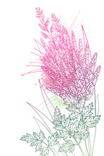 Corner Bouquet With Outline Astilbe Or False Spirea Flower Bunch And Leaf In Pastel Pink Isolated On White Background. 