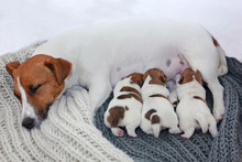 Nursing Sleeping Mother Jack Russell Terrier With Three Puppies Who Dab Milk On A Knitted Rug, Maternity, Protection