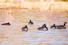 Couple Of Canada Geese Staying Close Among Flock Of Birds In Soft Focus Floating In The St. Lawrence River During A Beautiful Golden Hour Spring Morning, Quebec City, Quebec, Canada