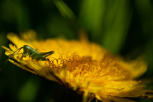 Green Grasshopper On A Yellow Flower