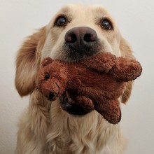 Close-up Of Golden Retriever With Toy In Mouth Against White Background