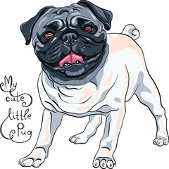 Wall Mural - Vector cute dog fawn Pug, the most common colouring