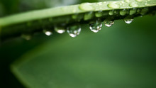 Powerful 4K Wallpaper. Relaxing With Nature. A Beautiful  Morning Dew Hang On Green Branch.