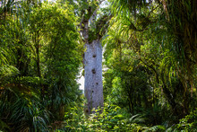 Agatis Australis. Nature Parks Of New Zeland. Waipoua Kauri Forest.