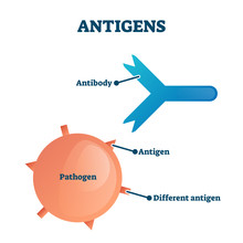 Antigens Vector Illustration. Labeled Antibody, Pathogen Educational Scheme