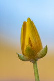 Fototapeta Tulipany - kwiat mniszka 