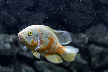 Aquarium fish. Cichlid astronotus, or Oscar. Freshwater fish. Astronotus Tigris. The bright Oscar fish is a South American freshwater fish from the cichlid family.