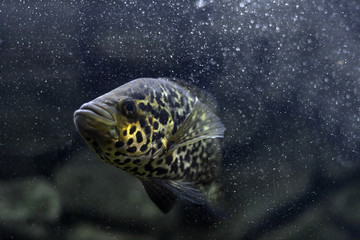 Cichlasoma managuense, parachromis. Jaguar fish. A large, predatory, very beautiful cichlid. Home aquarium. Aquarium fish.