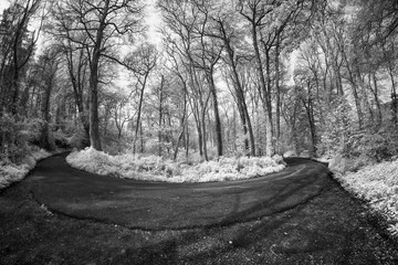 Poster - Infrared woodland photography in cornwall england uk 