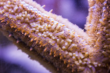 Close Up Of A Starfish