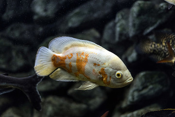 Astronotus cichlid or an Oscar. Fish from the Amazon basin. Aquariums as a hobby. Astronotus brindle white. Aquarium fish on a dark background.