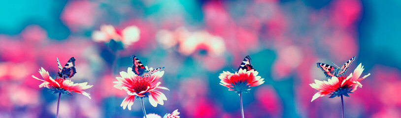 Wall Mural - fabulous natural panoramic background with bright butterflies sitting in a row on flowers in the summer garden in blue tones