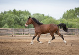 Fototapeta Konie - Brown stallion plays in levada