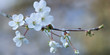 Kirschbaumblüte im Frühling