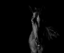 Close-up Of Horse Against Black Background
