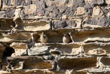 A Pair Of Sparrows Hiding In A Recess In A Sandstone Wall