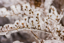 Close-up Of Snow On Plant