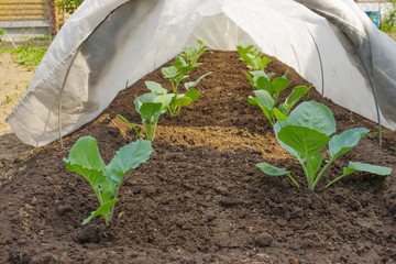 Seedlings of cabbage is covered with a cloth in the spring. Protection against frosts