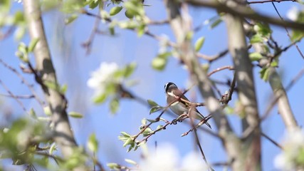 beautiful wild bird sits on a flowering branch