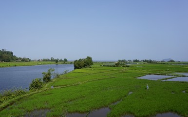 Poster - large rice fields around hue