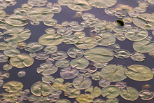 High Angle View Of Lily Pads Floating On Water