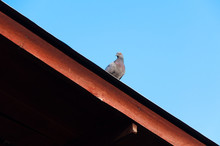 Pigeon Roof Concept On Blue Sky. Feral Pigeon Or Dove On Roof Of Wooden Building Construction