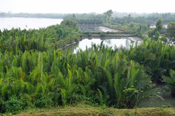 Wall Mural - rural agriculture fields in central vietnam