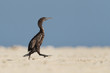 Socotra cormorant on a walk