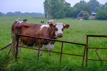 cows in a meadow