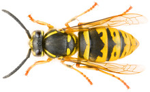 Vespula Vulgaris, Known As The Common Wasp Or European Wasp Or Common Yellow-jacket Isolated On White Background. Dorsal View Of Wasp Vespula Vulgaris.