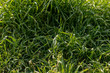 a close look at uncut grass lawn top view