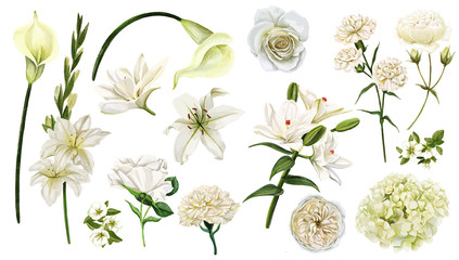 Wall Mural - White flowers set, watercolor hand drawn vector