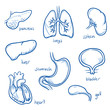 Set of different human inner organs, some are in cross section view, for medical info graphics. Hand drawn line art cartoon vector illustration. 