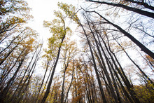 Low Angle View Of Trees In Forest Against Sky