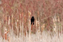 Male Red-winged  Blackbirds Calling Out Across The Marsh And Displaying Beautiful Red Plumage On Upper Wing To Attract Mates In The Warming Springtime Weather.
