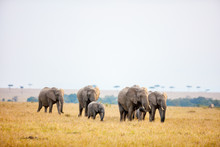 Elephants In Africa