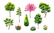 Set Of Hand Drawn Watercolor Trees Illustrations, Bushes And Flowers Isolated On White. Collection Of Various Hand Painted Plants