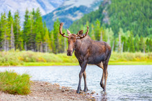 A Young, Male Bull Moose With Antlers Feeding In A Lake In Glacier National Park, Montana