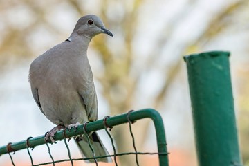 Wall Mural - Close up portrait of a grey Eurasian collared dove with red eye perching on a green wire mesh. Blurry background with tree and blue sky.