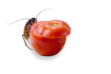 Cockroaches and tomatoes on a white background.