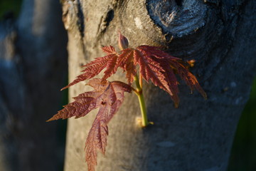 Canvas Print - Maple Tree Sprout