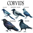 watercolor illustration ornithology corvidae family