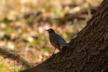 robin on a branch