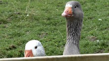 Two Geese Looking Curiously At The Camera