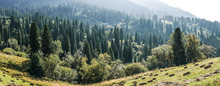Panoramic View Of Pine Trees In Forest